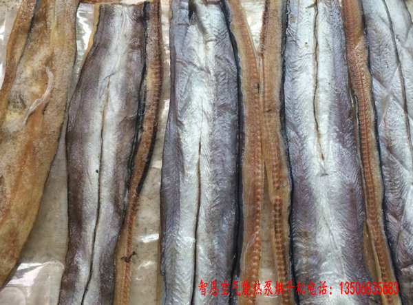 鰻魚(yú)烘干機