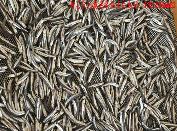 公干魚(yú)烘干機