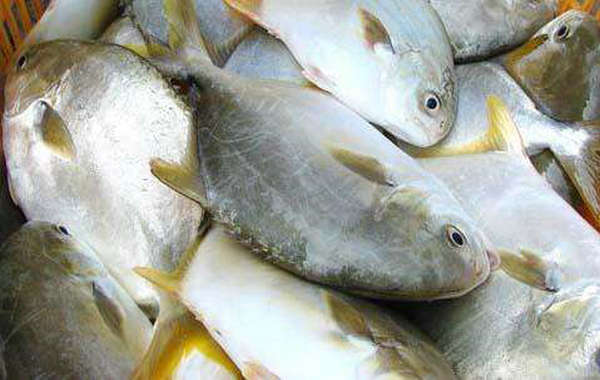 金鯧魚(yú)烘干工藝